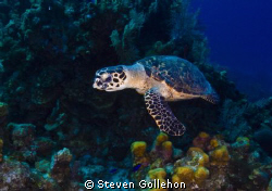 Friendly Hawkbill Sea Turtle!  Taken with Nikon D300s usi... by Steven Gollehon 